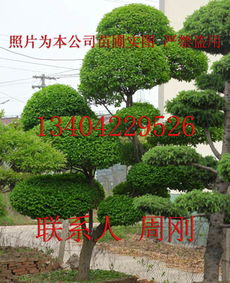 造型小葉女貞 造型女貞 蘇州庭院別墅綠化設(shè)計(jì)施工 蘇州園林古樁 蘇州綠化工程