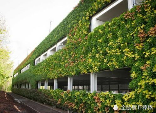 渝澤園林 建筑環(huán)境立體綠化施工技術(shù)關(guān)于植物的選擇