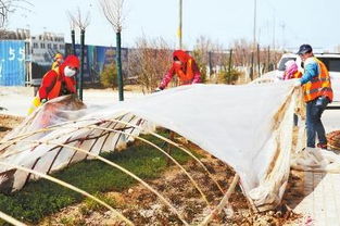 蘭州新區(qū)園林綠化工人開(kāi)展春季施工