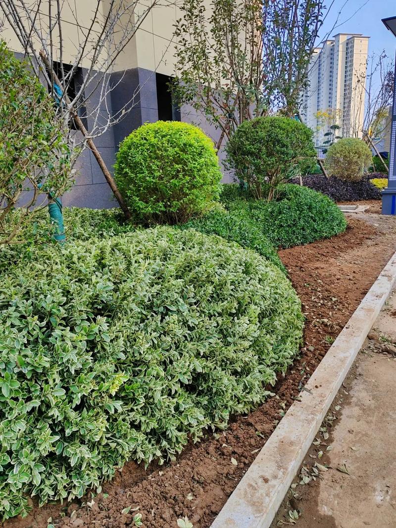 小區(qū)景觀(guān)綠化分享#小區(qū)綠化 #園林綠化 #施工現(xiàn)場(chǎng)實(shí)拍 #庭