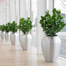 寶山區(qū)綠植出租地址 上海青浦區(qū)綠化租賃 靜安區(qū)室內(nèi)植物租賃